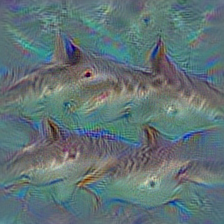 n01491361 tiger shark, Galeocerdo cuvieri